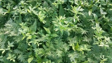 Gut für den Boden - Planterra Zwischenfruchtmischungen