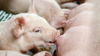 Saugende Ferkel