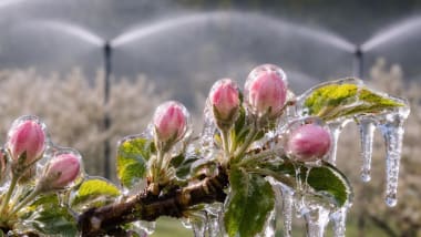 Obstblüten vereist