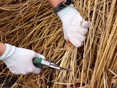 Chinaschilf schneiden