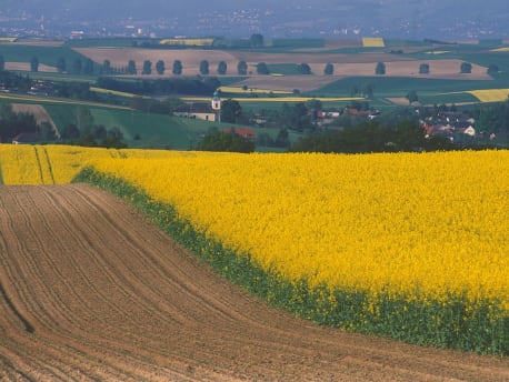Rapsfeld