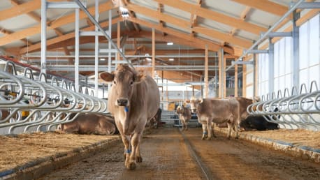 Tierwohl in der Rinder- und Michviehhaltung