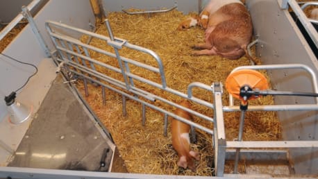 Tierwohlgerechten Schweinestall