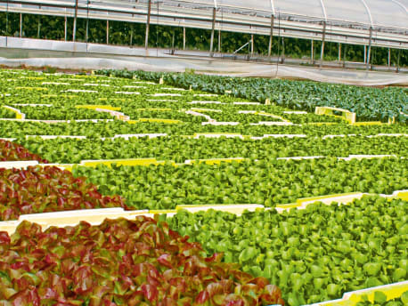 Qualitäts-Saatgut und Betriebsmittel für Gemüseerzeuger