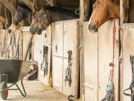 Pferde im Stall