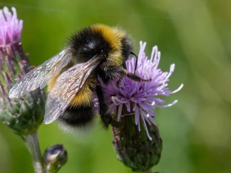 Förderrichtlinie Insektenschutz und Artenvielfalt