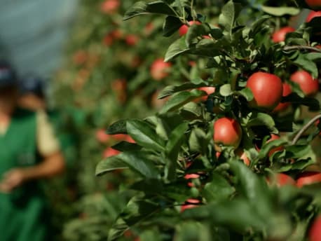 Alles für den Obstbau: Unsere Dienstleistungen und Sortimente im Agrarshop