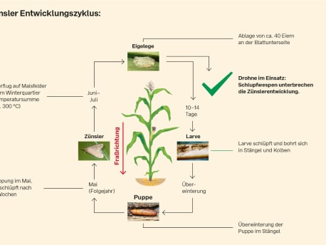 Entwicklungszyklus des Maiszünslers