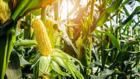 Mais in geprüfter Qualität