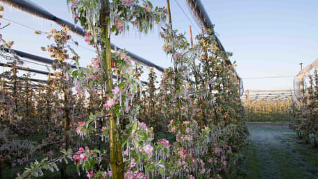 Ernteschutz vor Frost, Insekten und Wind