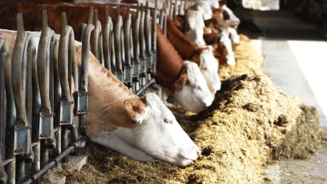 Bonimal CARE Silierhilfsmittel