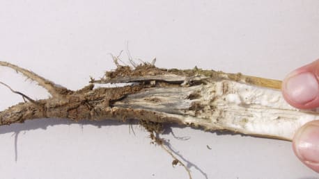 Phoma Wurzelhals- und Stängelfäule im Raps