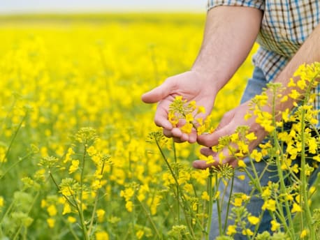 Mikronähstoffe sind wichtig für die Ausbildung der Rapsblüten