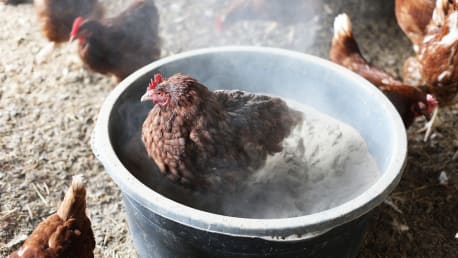 Stall tierwohlgerecht einrichten