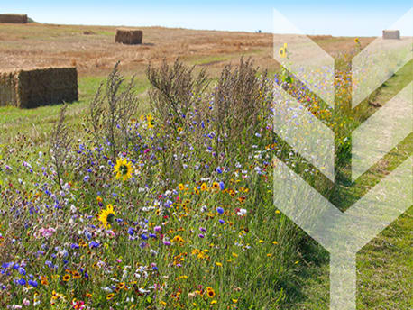 Nachhaltige Landwirtschaft | Naturacker