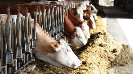 Jetzt bis zu 15 % Rabatt auf Bonimal CARE Silierhilfsmittel sichern!