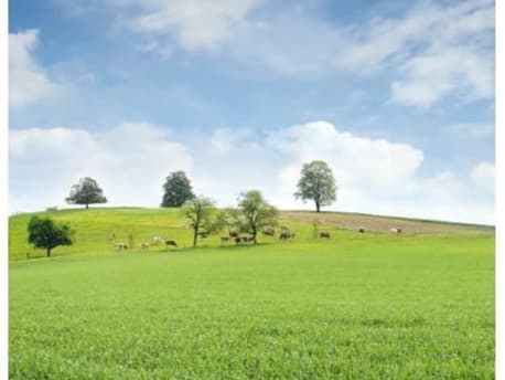 Baum auf Wiese