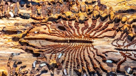 Borkenkäfer ade – jetzt vorsorgen & Bestände schützen!