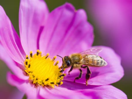 Biene auf Blüte