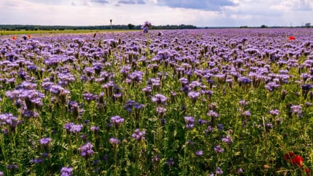 Phacelia