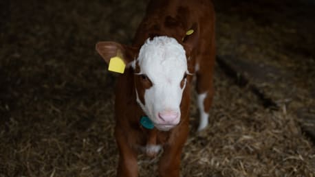 Kalb liegend im Stroh