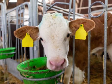 Kalb mit Futtereimer