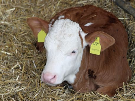 Kalb liegend