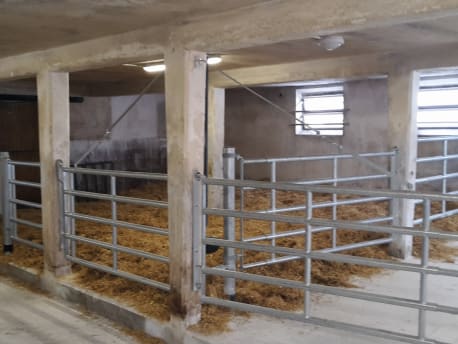 Liegebereich im Rindermaststall