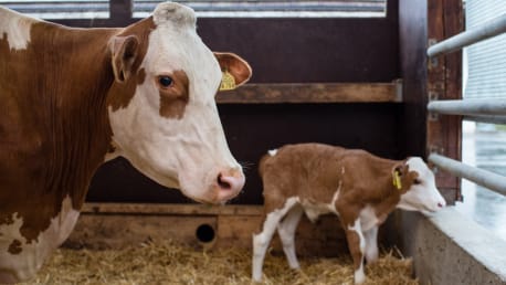 Mutterkuh und Kalb im Stall