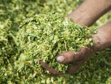 Maissilage als Rinderfutter