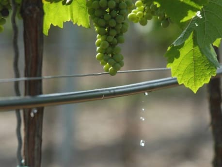 Oberirdischer Tropfschlauch