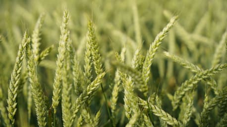 Sommerweizen Laudatio