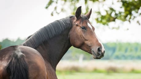 PEGUS – Qualitätsfutter