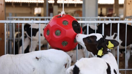 Tierbeschäftigung im Stall