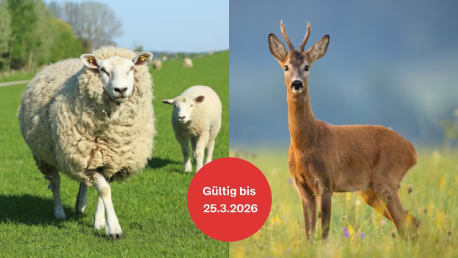 Schaf und Wild Frühlingssparwochen