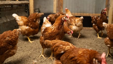 Saubere Ställe – gesundes Geflügel