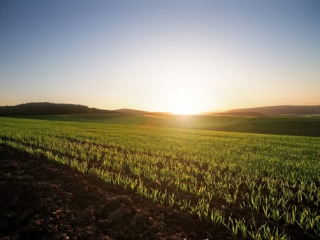 Die Sonne geht über einem Weizenfeld auf