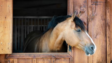 Pferd