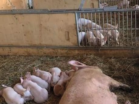 Ferkel und Muttersau im Stall