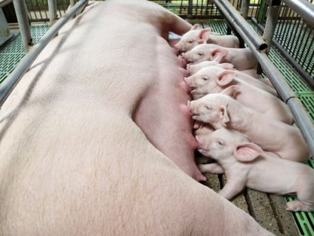 Ferkel saugen an ihrer Mutter im Stall