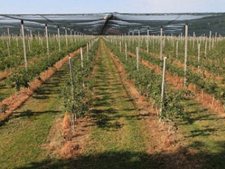 Picture of multiple row system