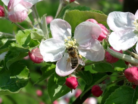 Biene an einer Blüte