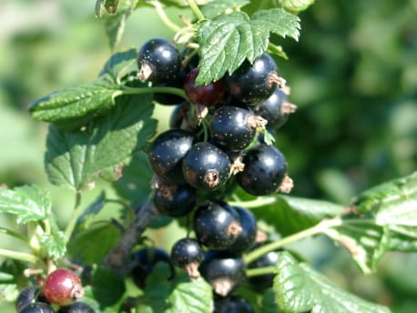 Schwarze Johannisbeeren am Strauch