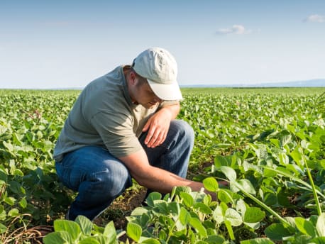 Man in soy field