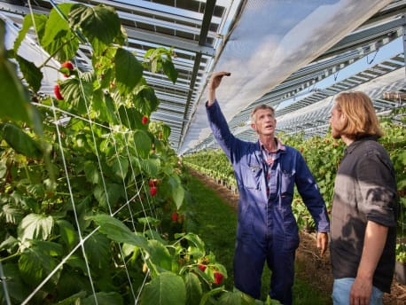 Zwei Männer begutachten eine Agri-PV-Anlage, die über einer Obstplantage errichtet ist.