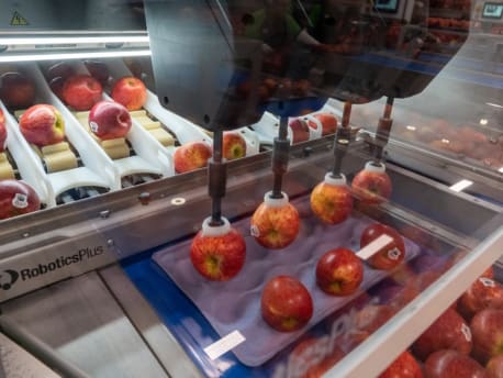 Apples being sorted and packed by a machine