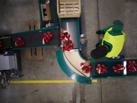 Fruit on a conveyor belt