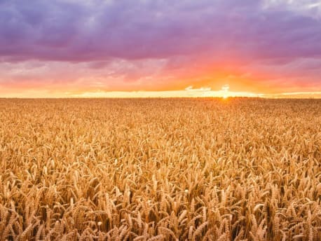 Weizenfeld im Sonnenuntergang