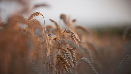 Grain ears