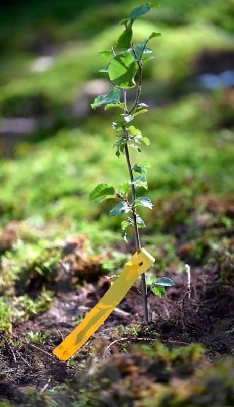 Frisch eingepflanzter Jungbaum mit Schildchen im Waldboden.